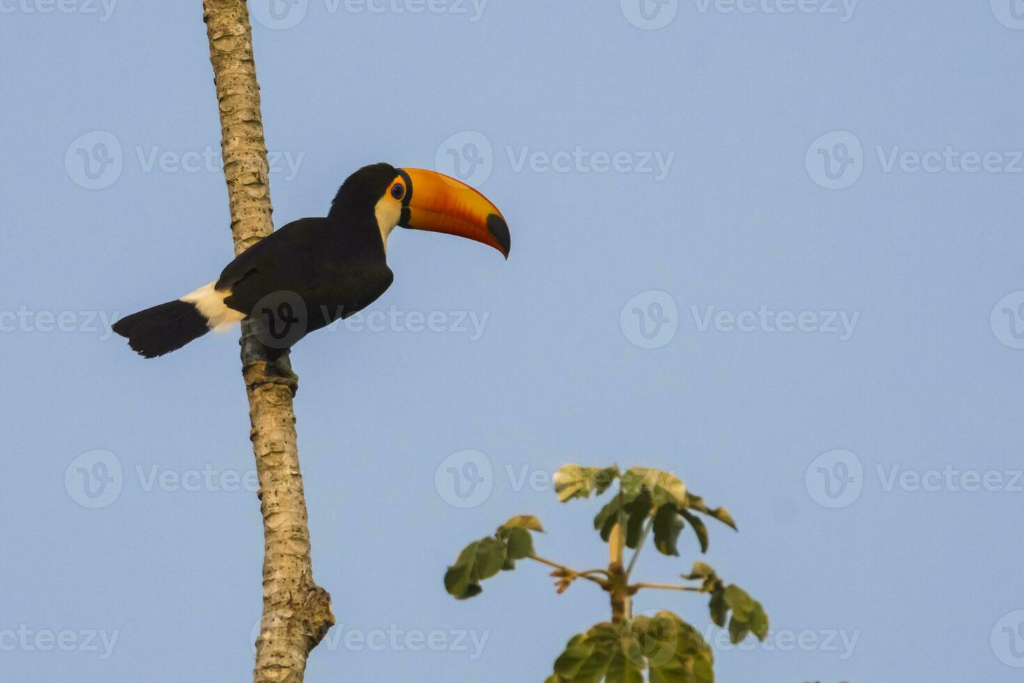 toco Tukan, im Wald Umwelt, Pantanal, Brasilien foto