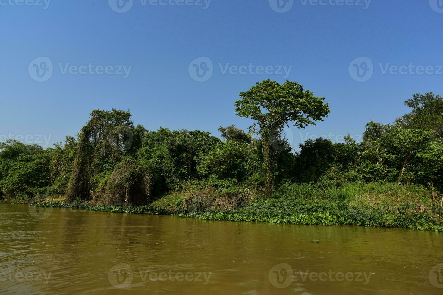 Fluss Landschaft und Dschungel, Pantanal, Brasilien foto