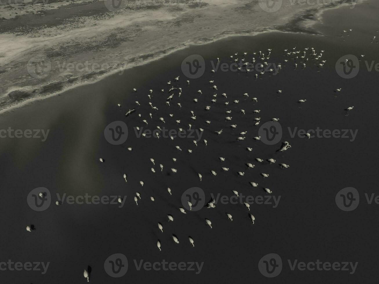 Herde von Flamingos, Antenne Aussicht, Patagonien, Argentinien foto