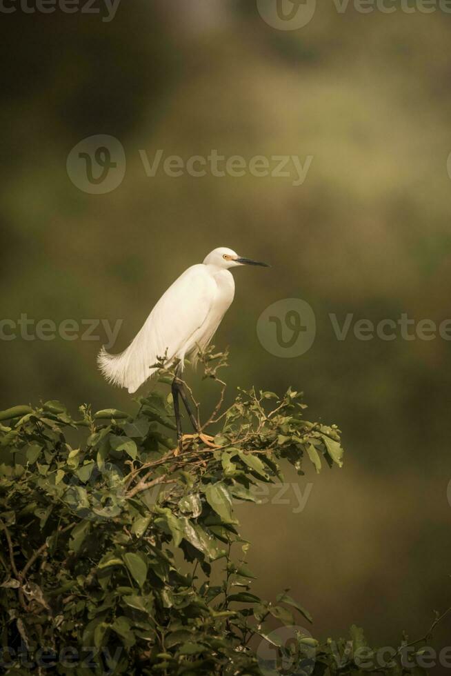 Weiß Reiher, thront auf das Vegetation, pantanal , Brasilien foto