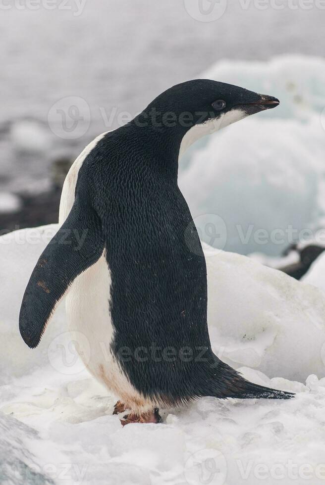 Adelie Pinguin, jugendlich auf Eis, Paulet Insel, Antarktis foto