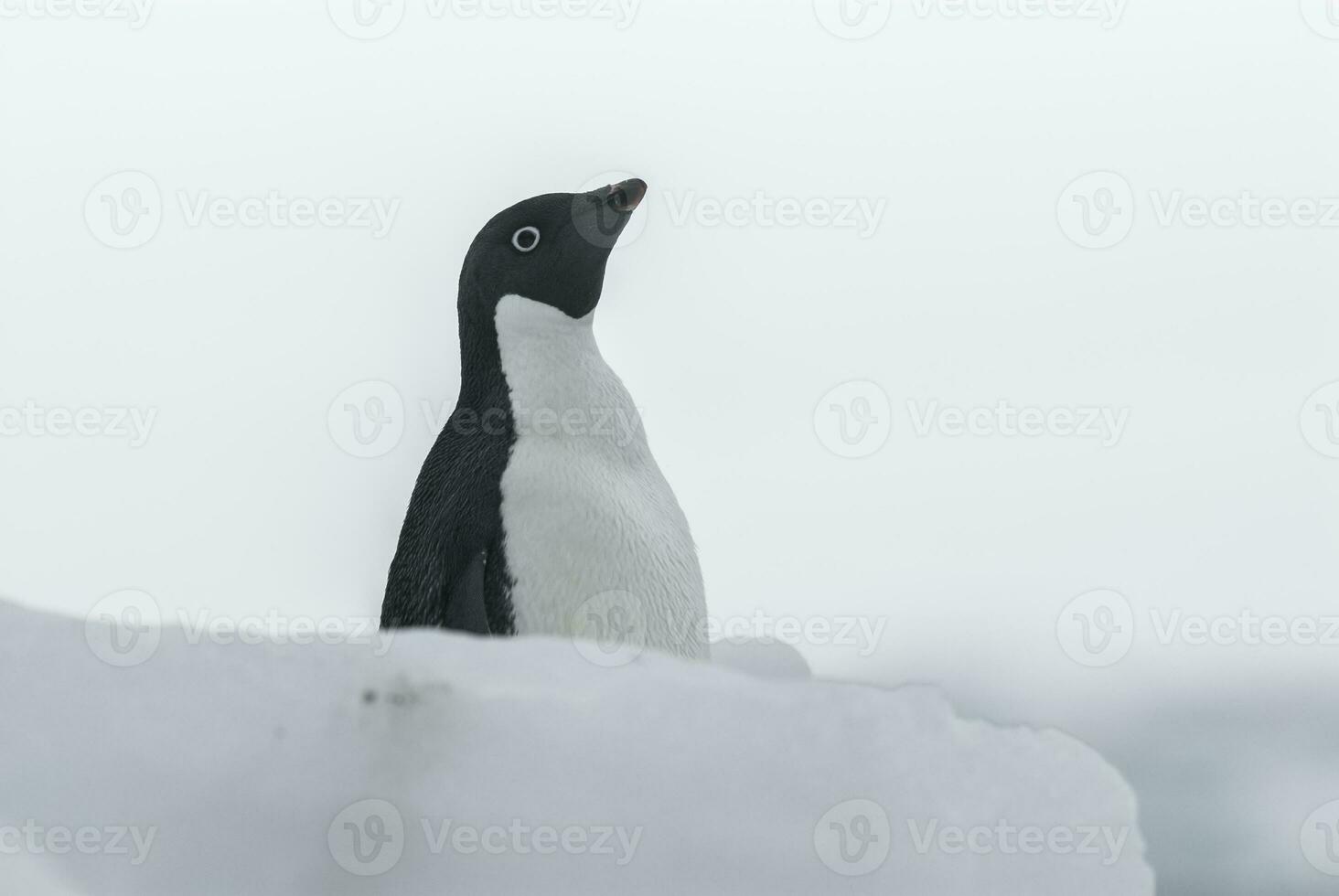 Adelie Pinguin, jugendlich auf Eis, Paulet Insel, Antarktis foto