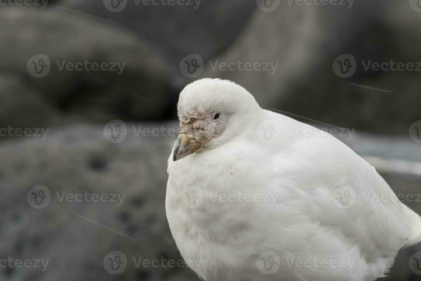 schneebedeckt Scheidenschnabel , Chionis alba auf Eis, Paulet Insel, Antarktis foto