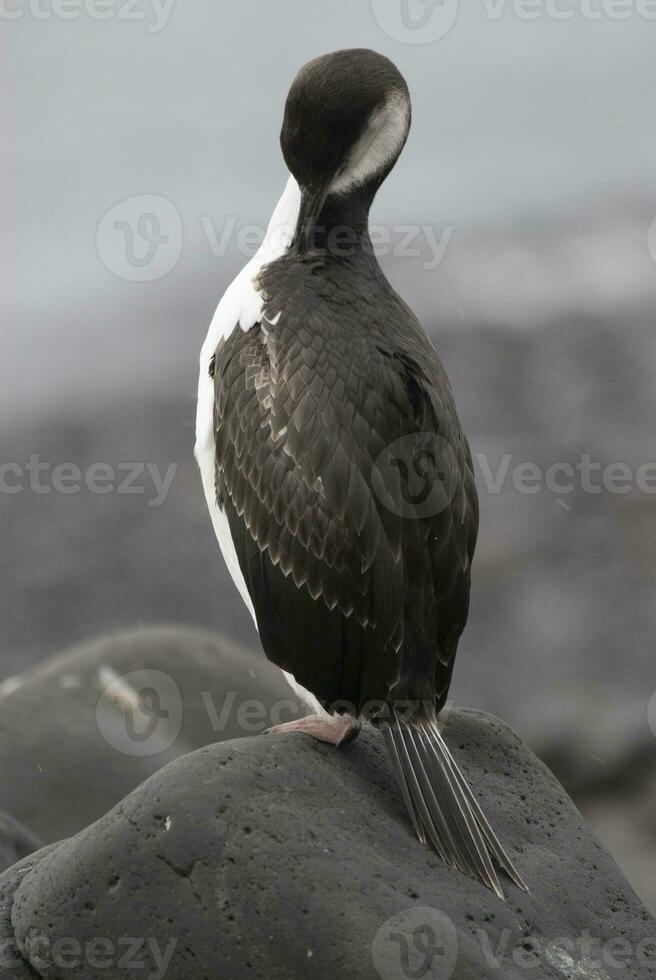 Kaiserliche Kormoran, Zucht Kolonie, Paulet Insel, Antarktis foto