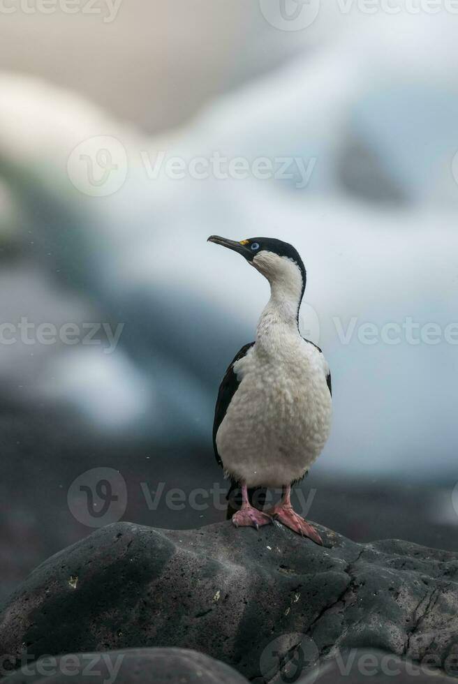 Kaiserliche Kormoran, Zucht Kolonie, Paulet Insel, Antarktis foto