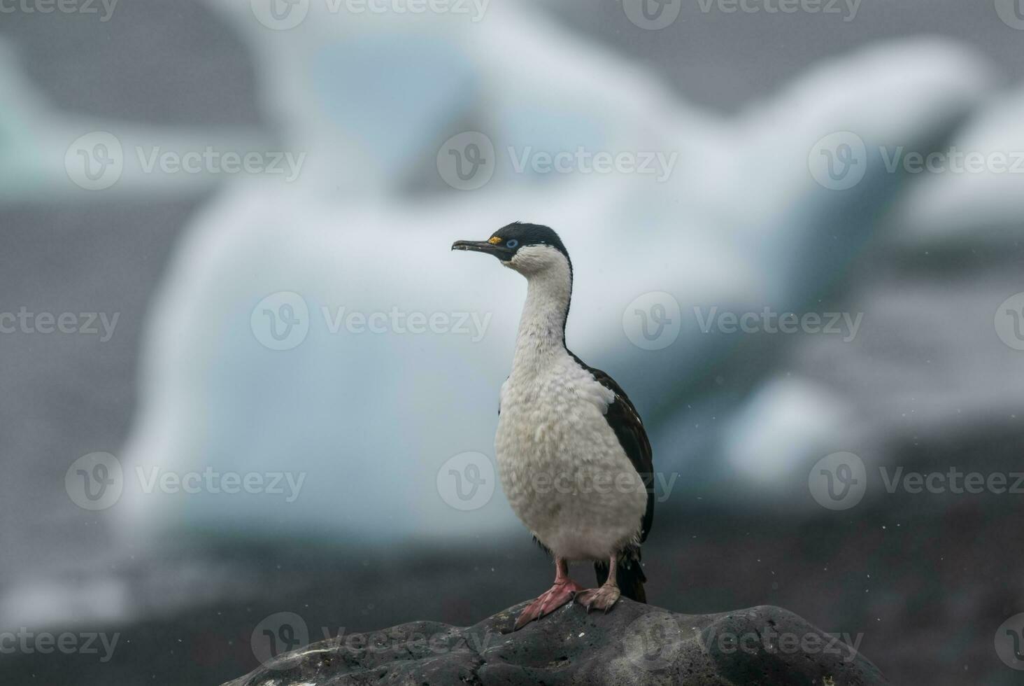 Kaiserliche Kormoran, Zucht Kolonie, Paulet Insel, Antarktis foto