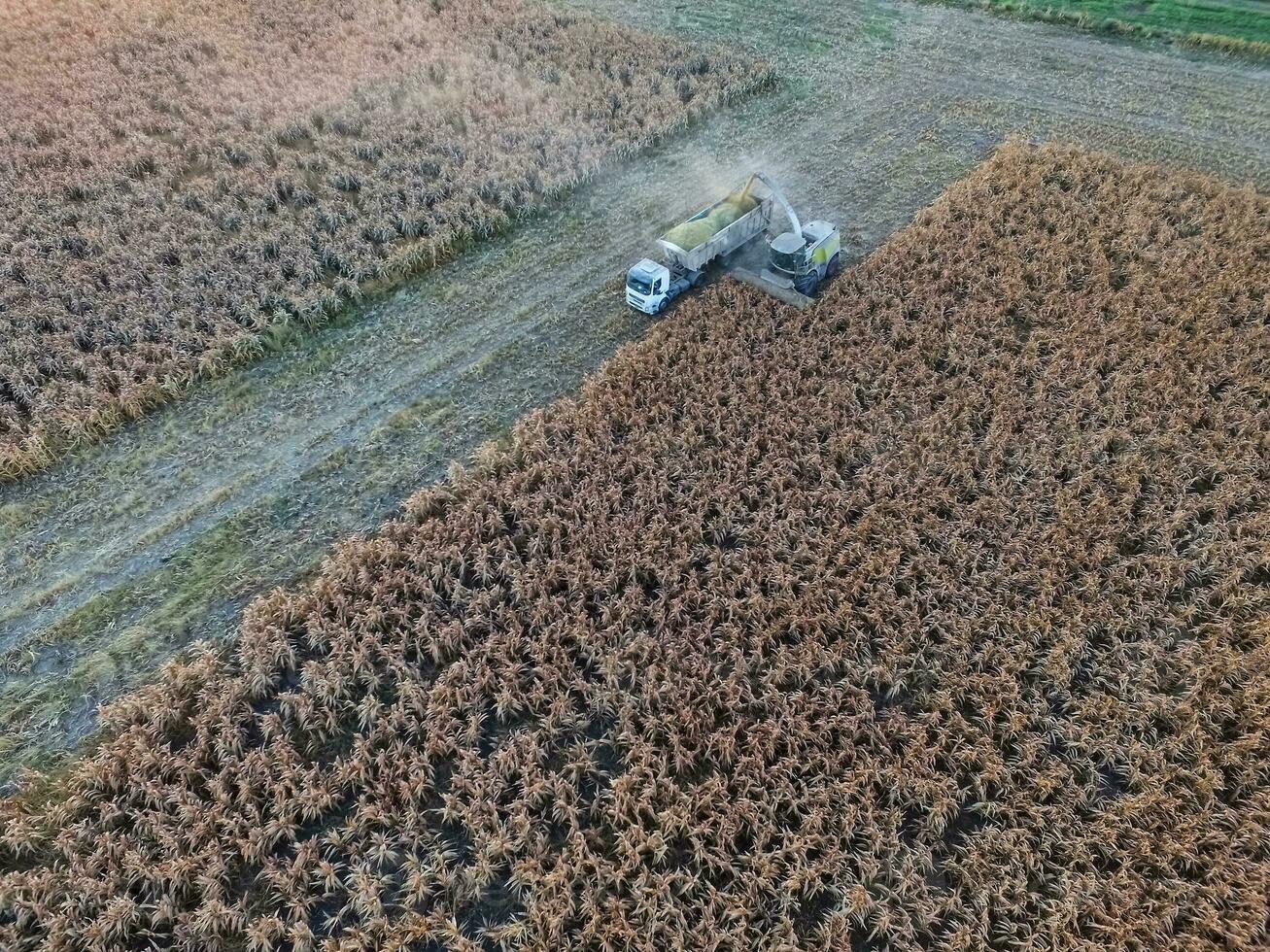 Sorghum Ernte, im la Pampa, Argentinien foto