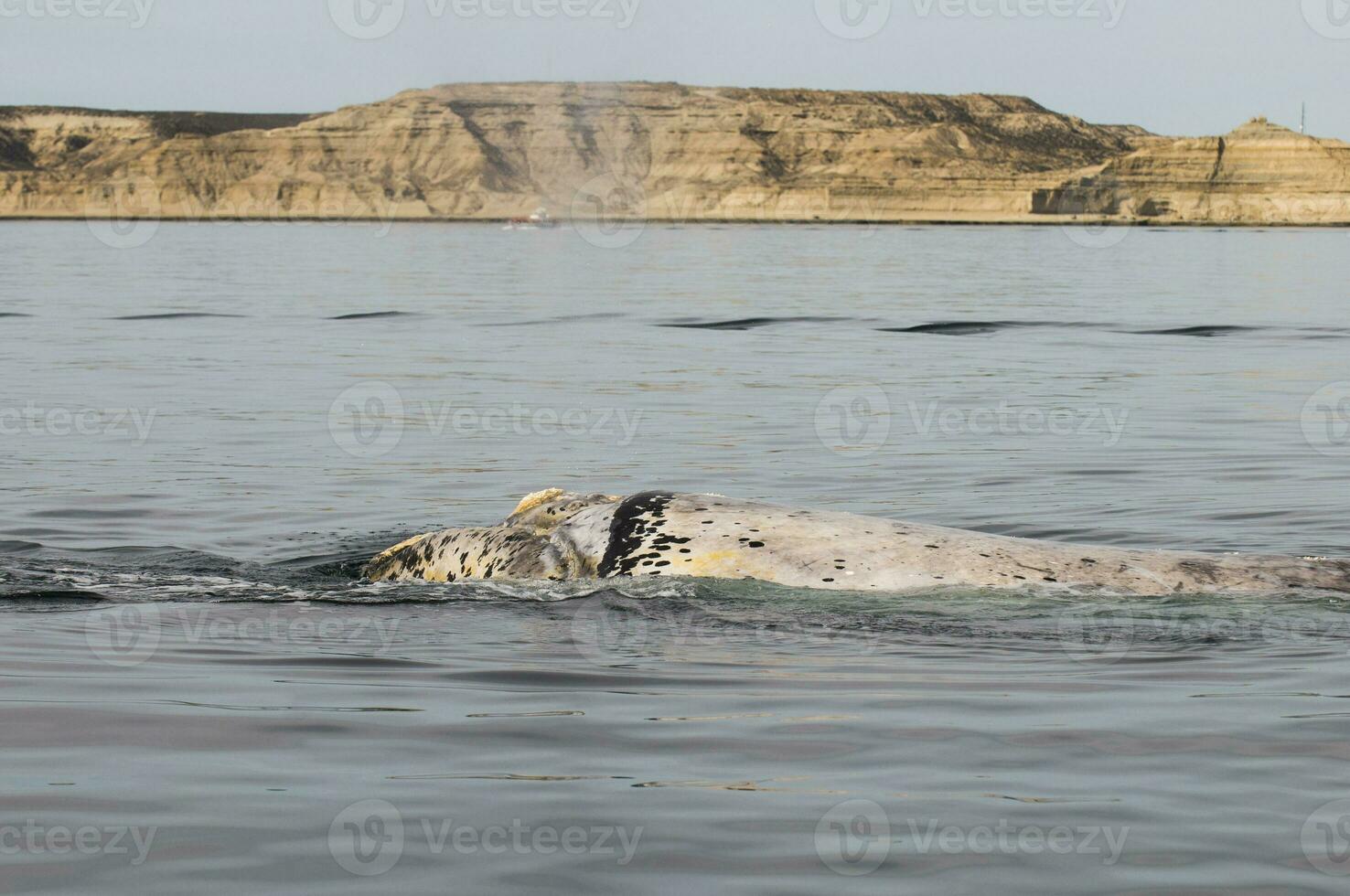Wal Atmung, Halbinsel Valdes,, Patagonien, Argentinien foto