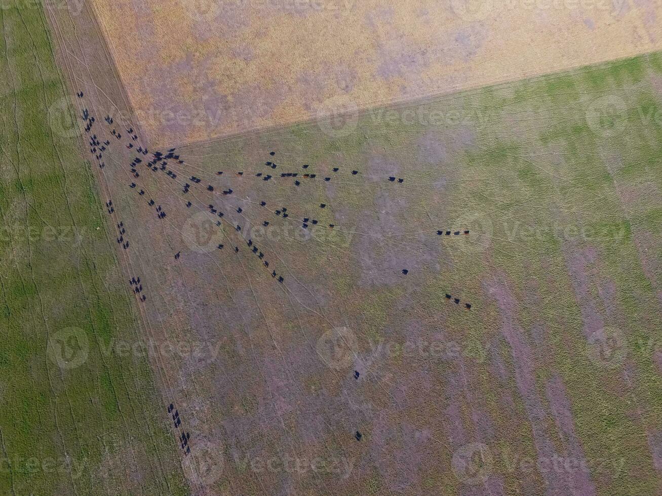 lenkt gefüttert mit natürlich Gras, Pampas, Argentinien foto