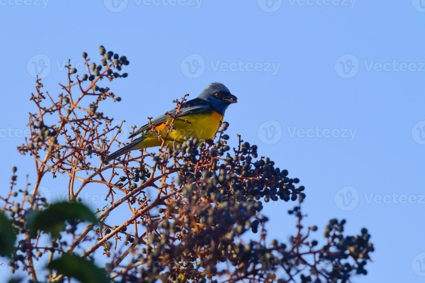 Blau und Gelb Tanager, Patagonien Argentinien foto