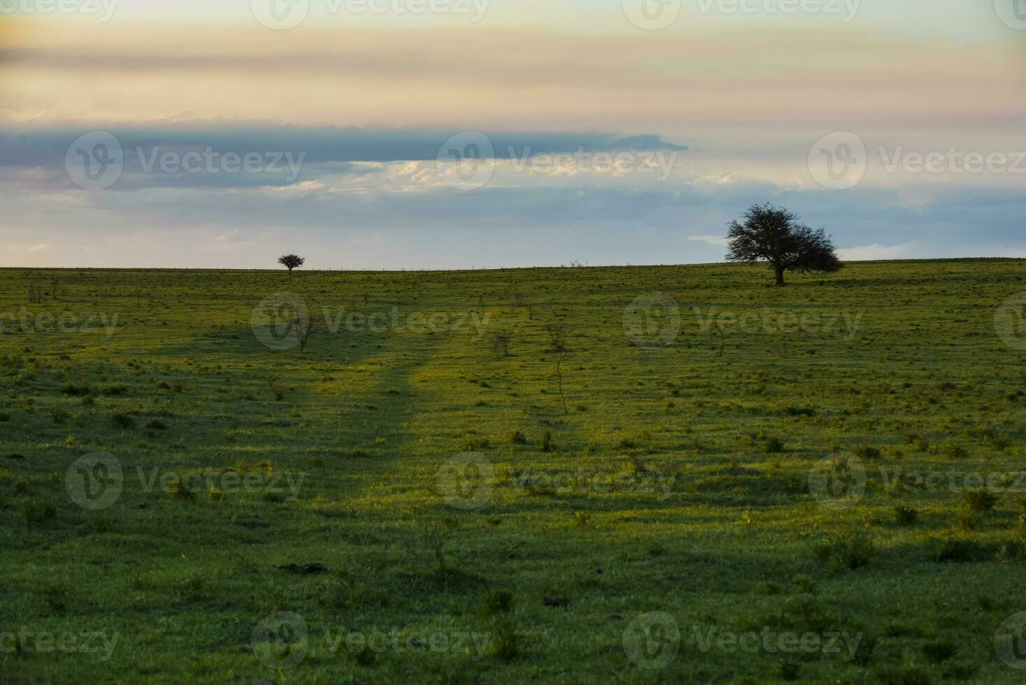 einsam Baum im das Pampas schmucklos, Patagonien, Argentinien foto