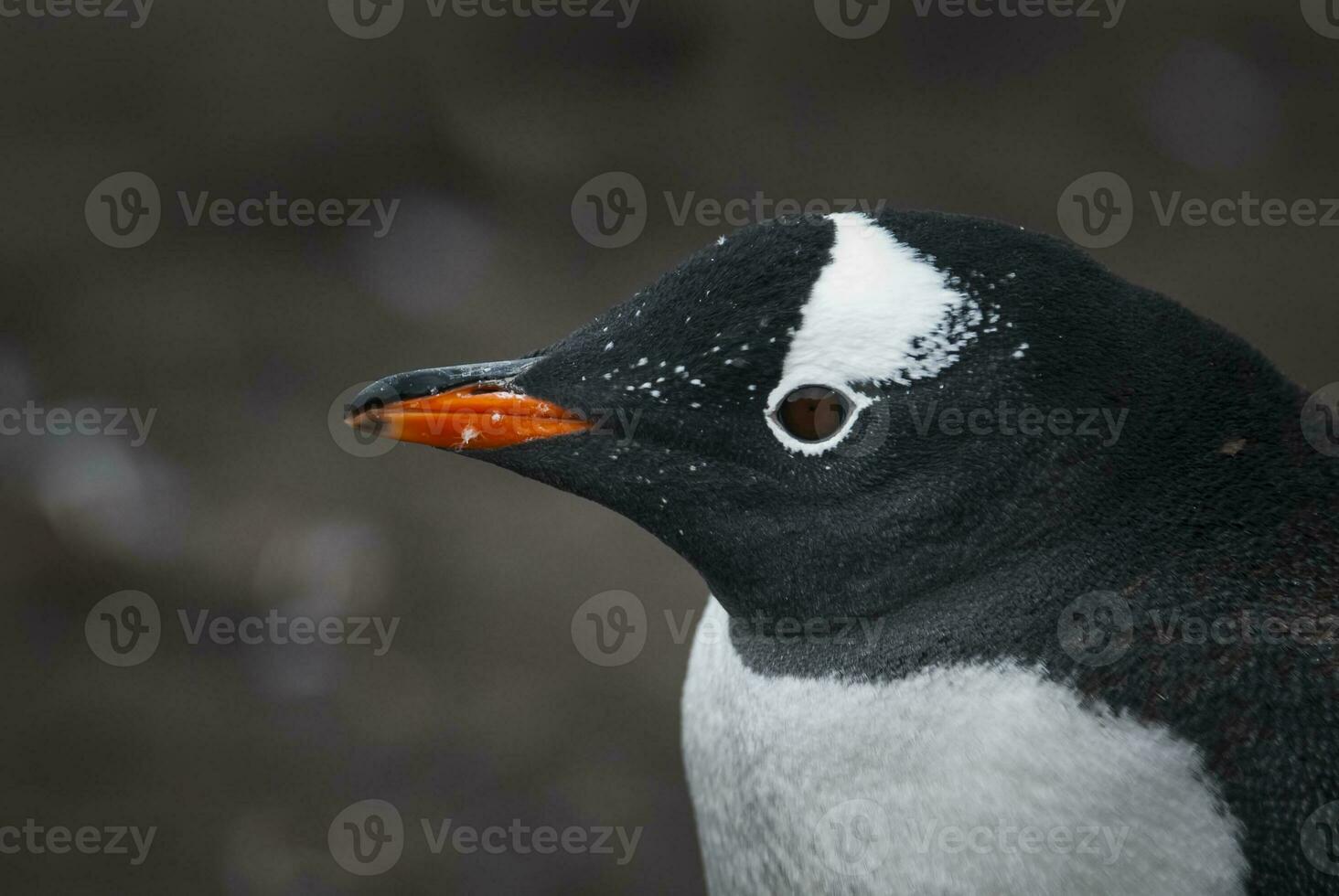 Gentoo Pinguin, Hannah Punkt, Antarktis foto