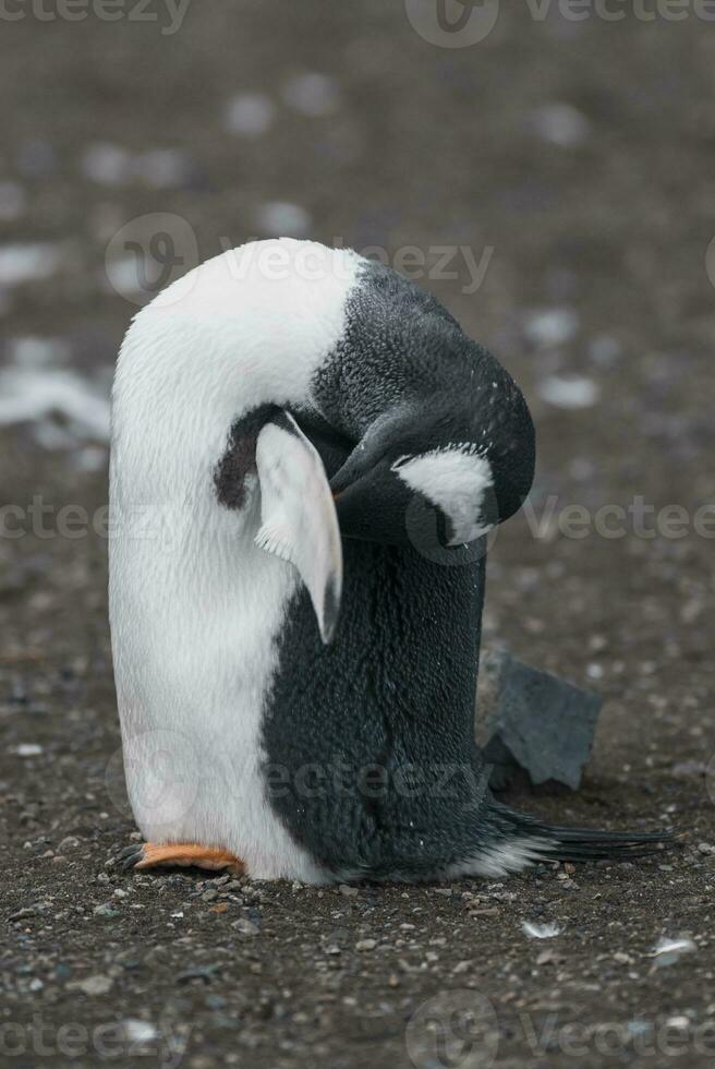 Gentoo Pinguin, Hannah Punkt, Antarktis foto