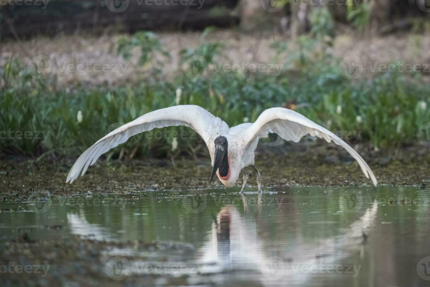 jabiru nehmen Aus, Pantanal, Brasilien foto