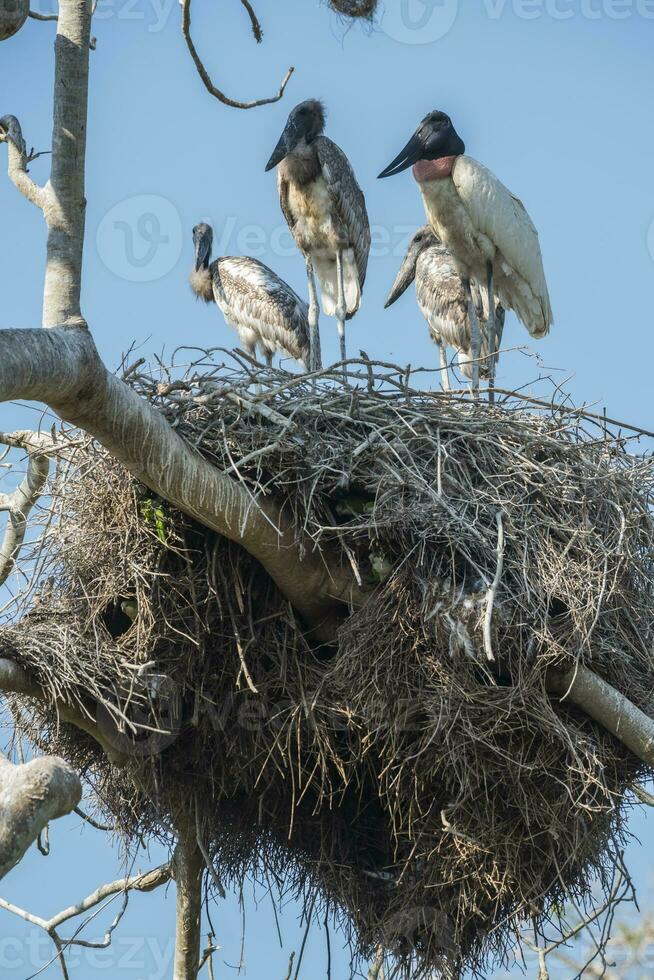 Nest von jabiru mit Küken, Pantanal, Brasilien foto