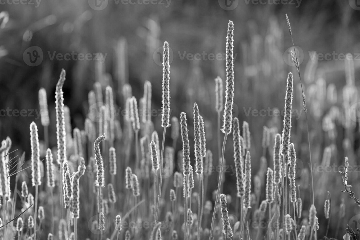 Gras im Patagonien, Argentinien foto