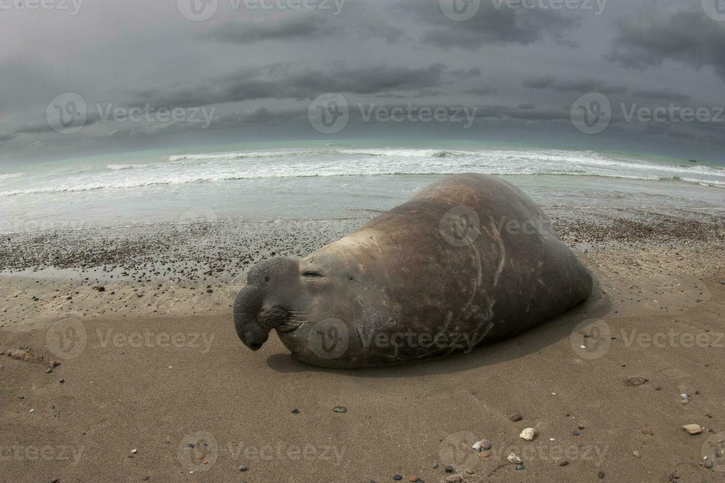 Elefant Siegel, Halbinsel Valdes, UNESCO Welt Erbe Grundstück, Patagonien, Argentinien foto