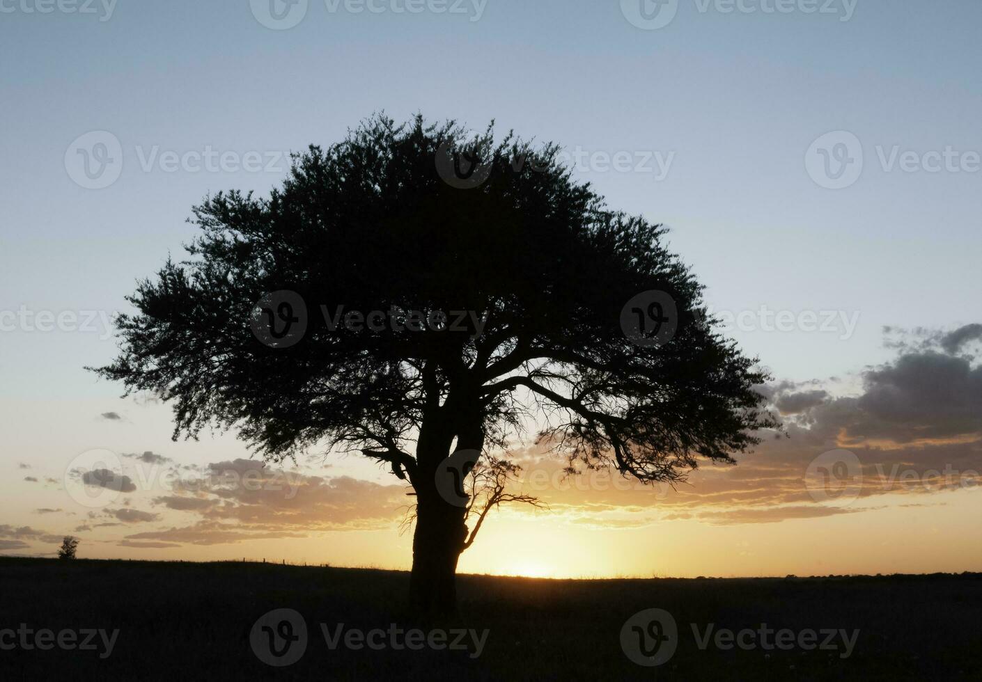 Pampas Baum Landschaft, la Pampa Provinz, Patagonien, Argentinien. foto