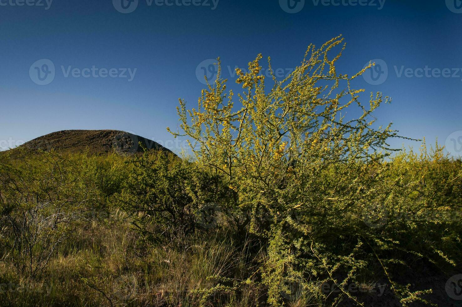 Kreosot Busch, lihue Calel National Park, la Pampa, Argentinien foto