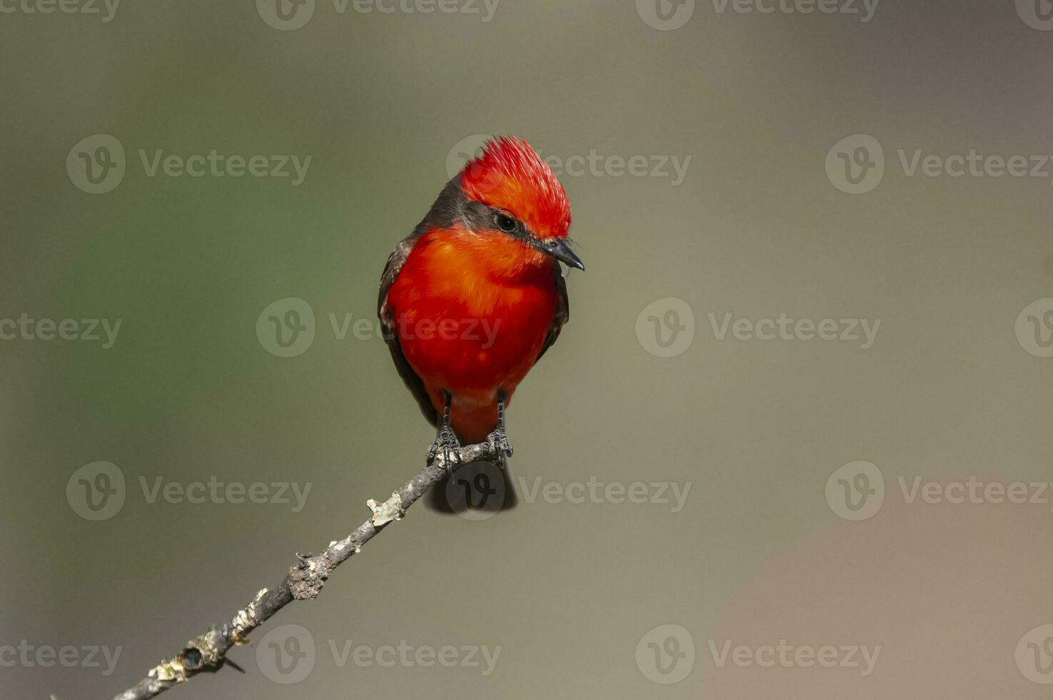 Zinnober Fliegenfänger thront, Pyrocephalus Rubinus, la Pampa, Argentinien foto