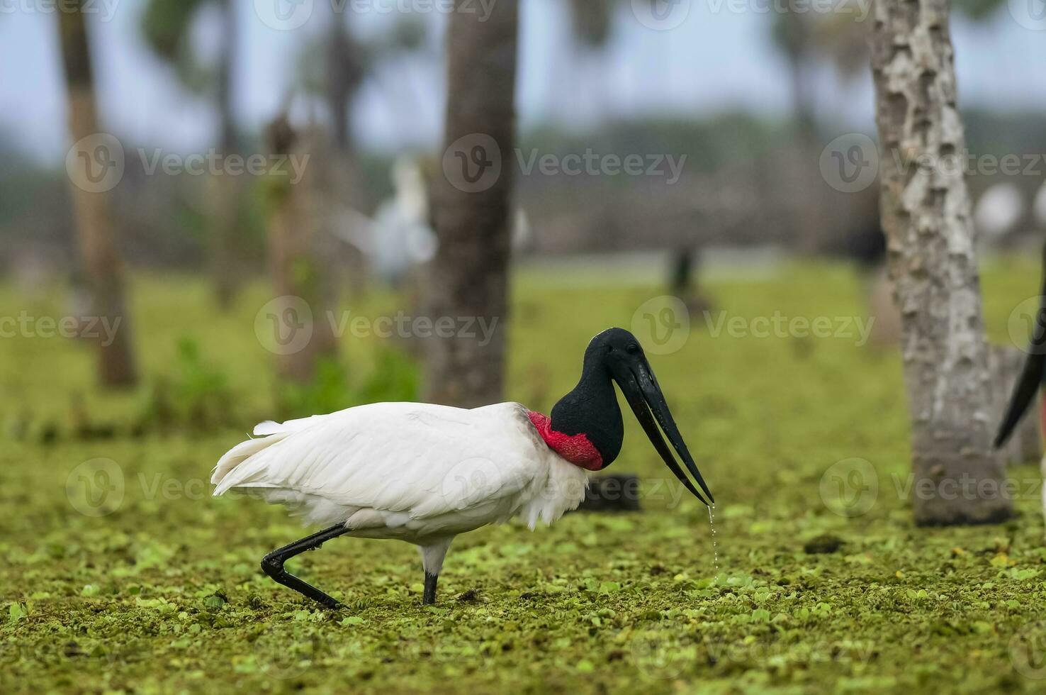 jabiru Storch, im Feuchtgebiet Umfeld, la Estrella Sumpf, formosa Provinz, Argentinien. foto