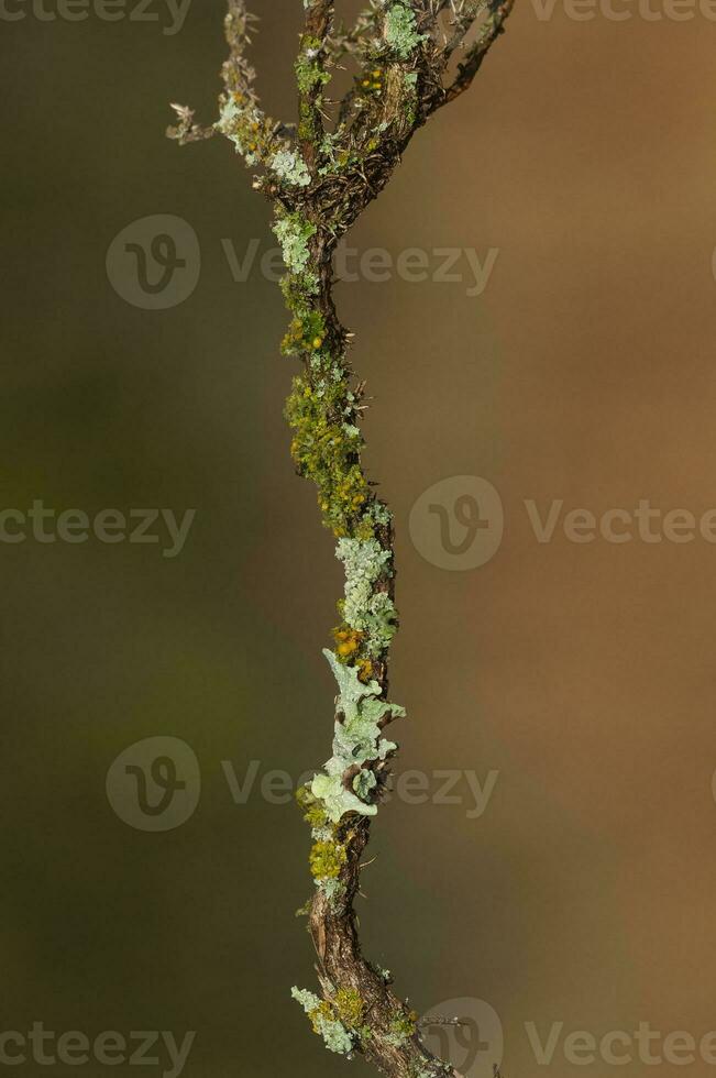 Flechten befestigt zu ein Baum Zweig, la Pampa Provinz, Patagonien, Argentinien. foto