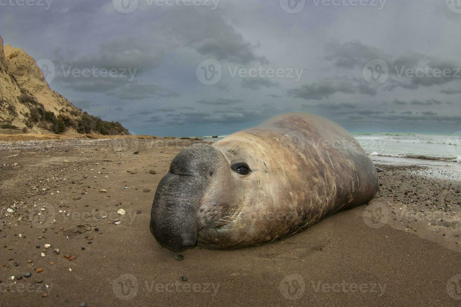 Elefant Siegel, Halbinsel Valdes, UNESCO Welt Erbe Grundstück, Patagonien, Argentinien foto