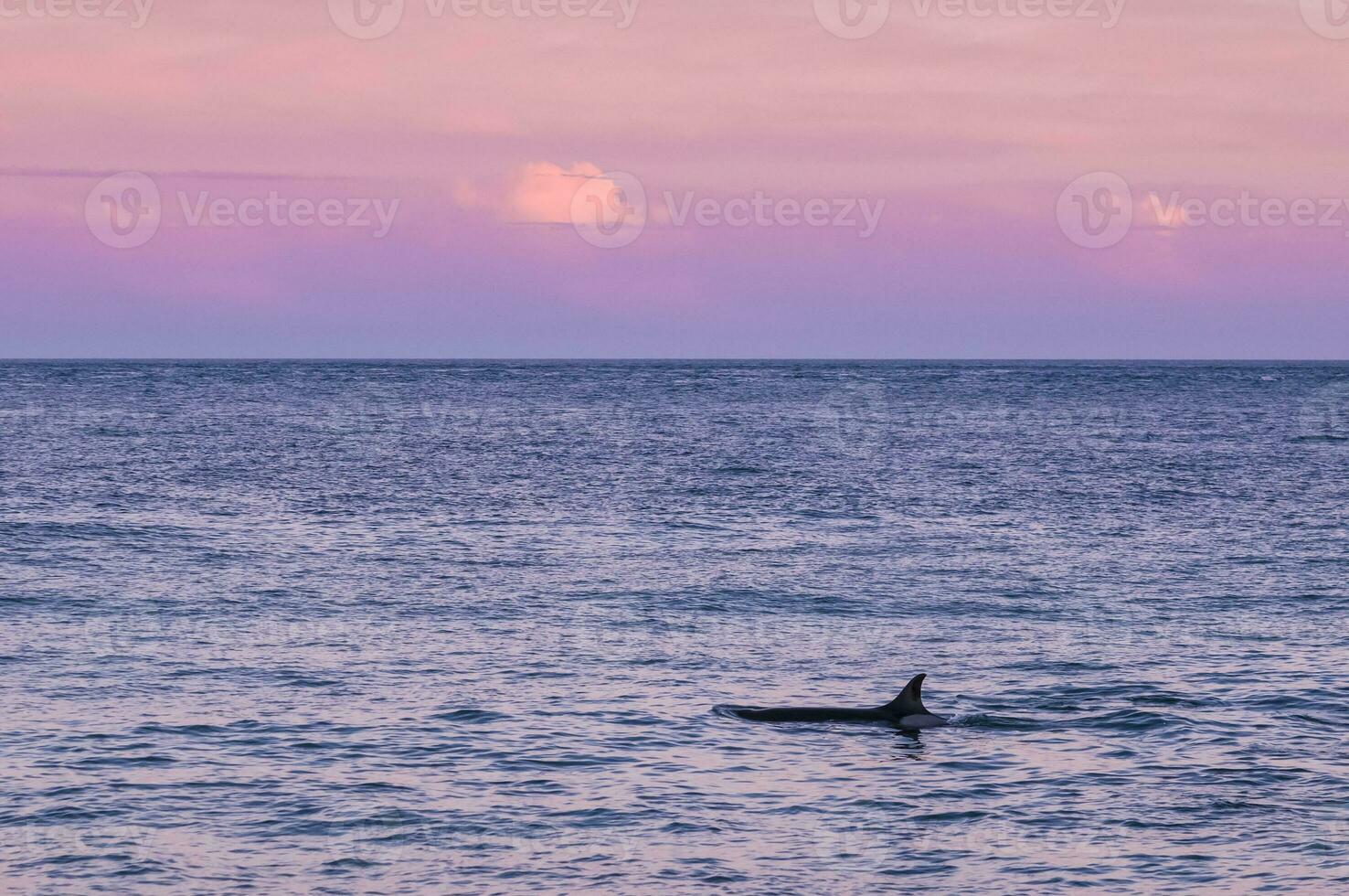 Meer Landschaft mit Orca, Patagonien , Argentinien foto