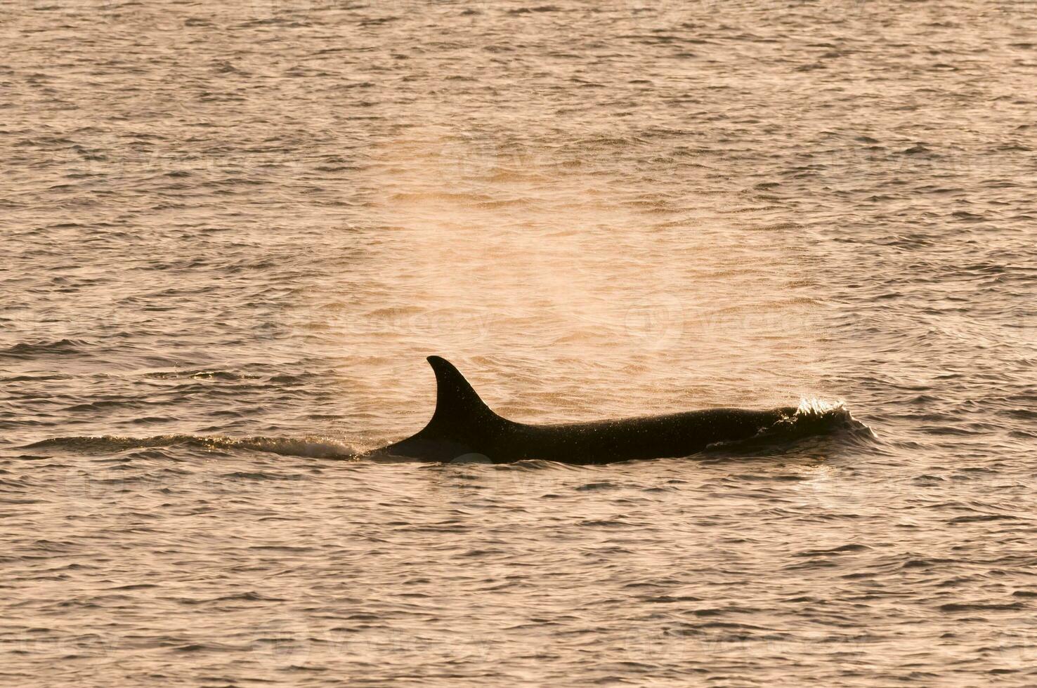 Meer Landschaft mit Orca, Patagonien , Argentinien foto