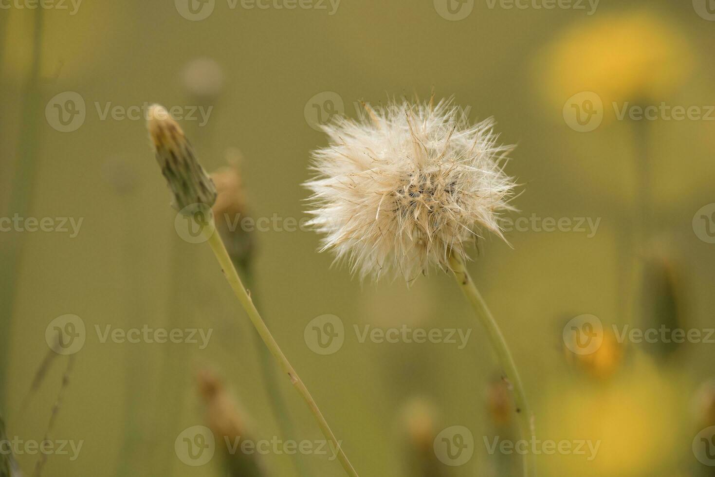 fliegend Samen, wild Blume, Patagonien foto