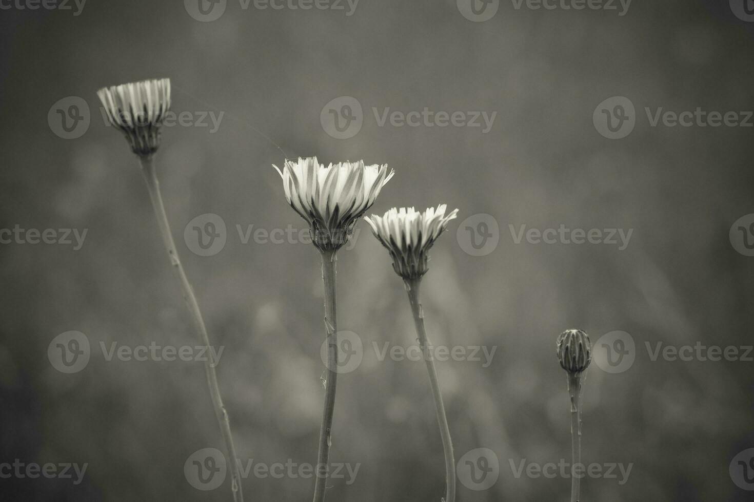 Gelb wild Blume im Patagonien, Argentinien foto