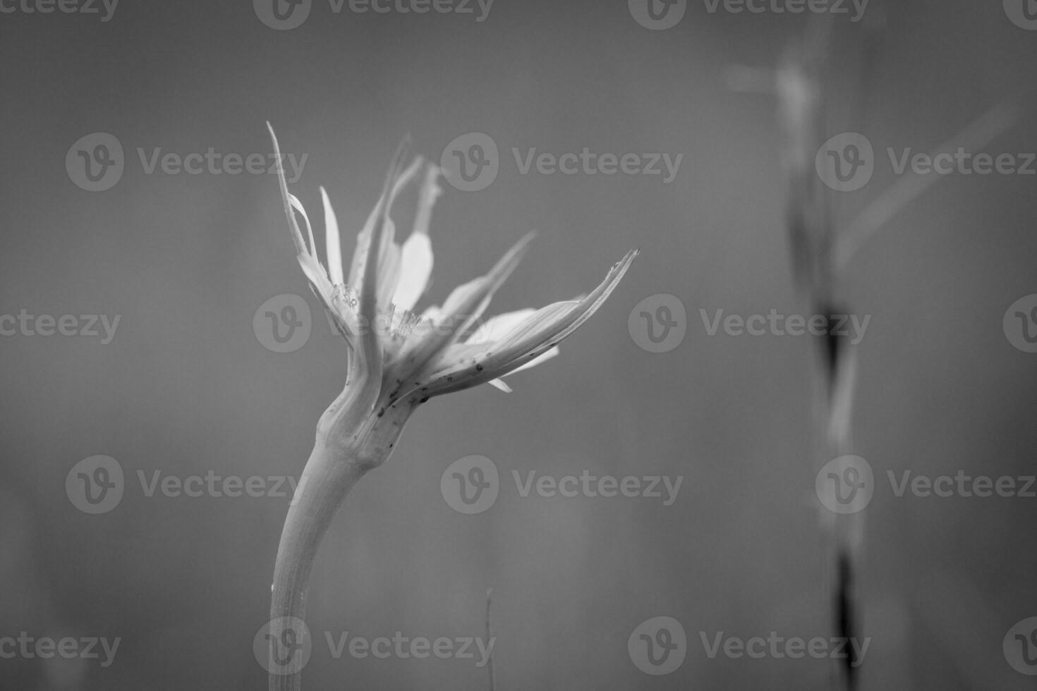 wild Blume im Patagonien, Argentinien foto