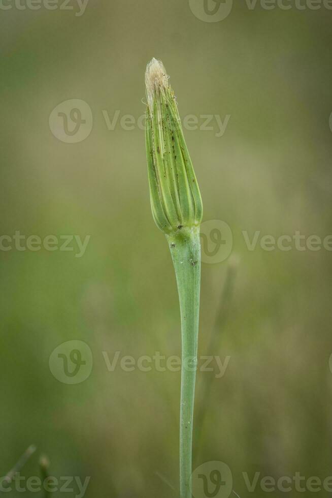 wild Blume im Patagonien, Argentinien foto