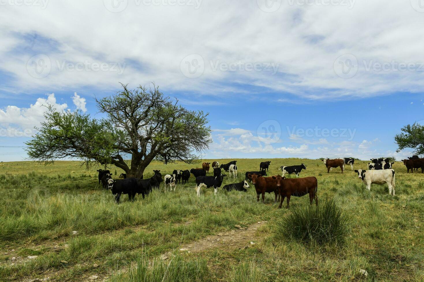 lenkt gefüttert auf Weide, la Pampa, Argentinien foto