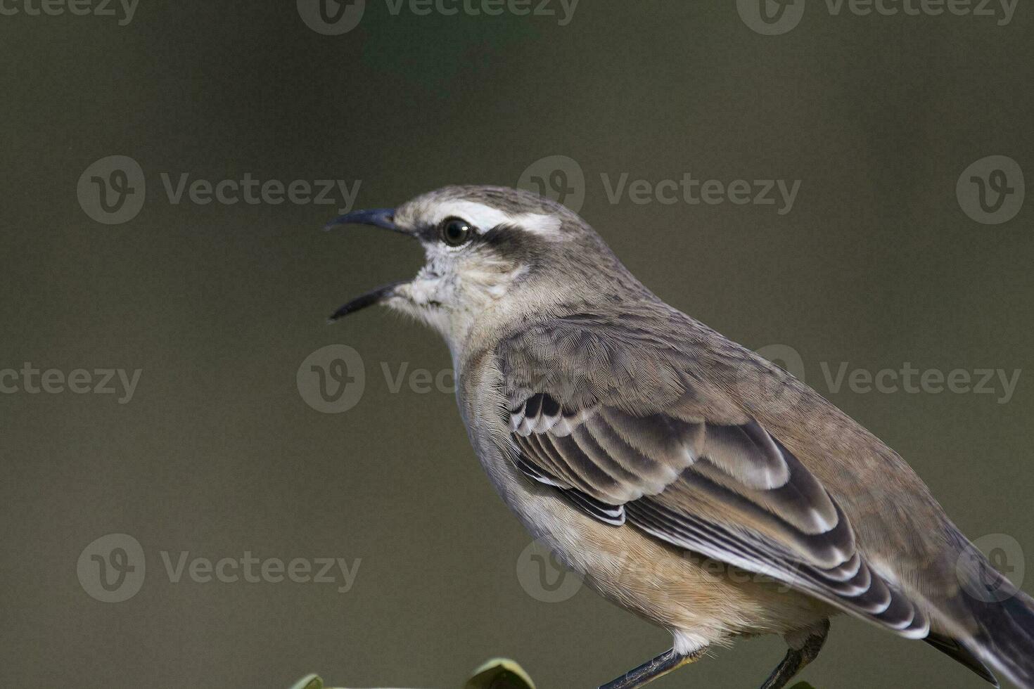 Weiß gebändert Spottdrossel, Mimus Triurus, calden Wald, la Pampa , Argentinien foto