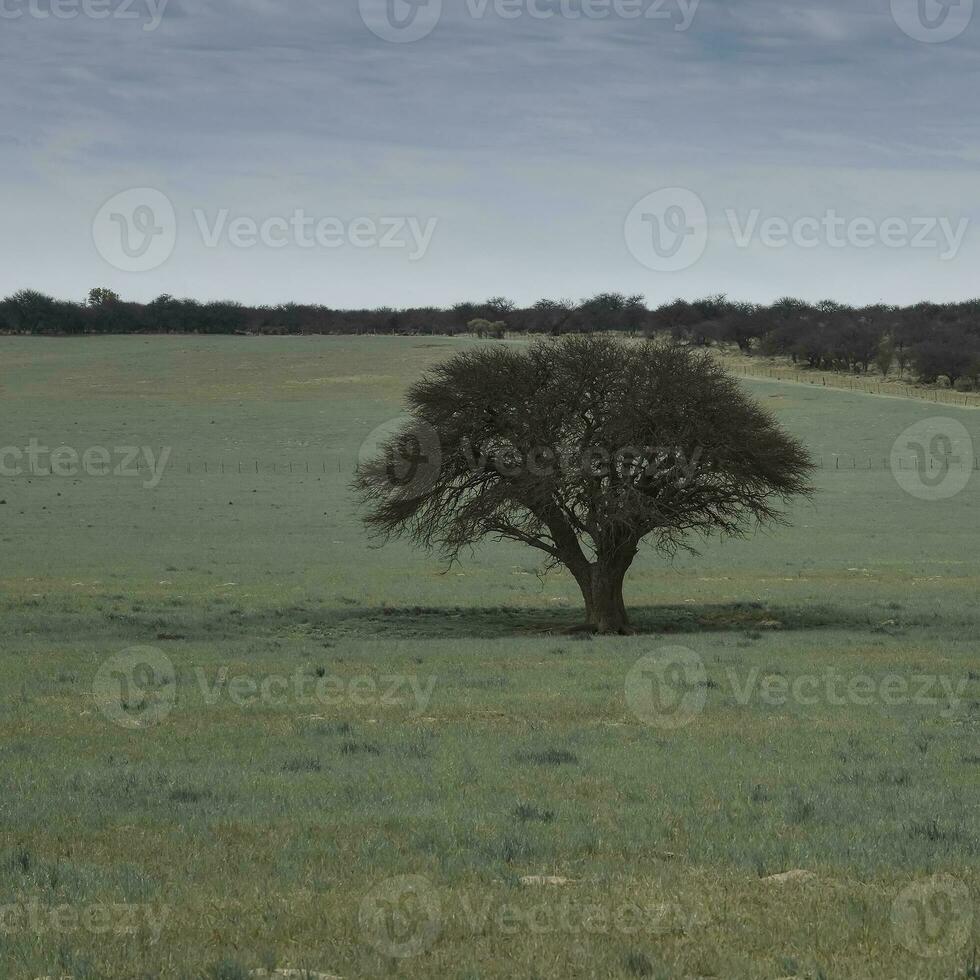 Pampas Landschaft Landschaft, la Pampa Provinz, Patagonien, Argentinien. foto