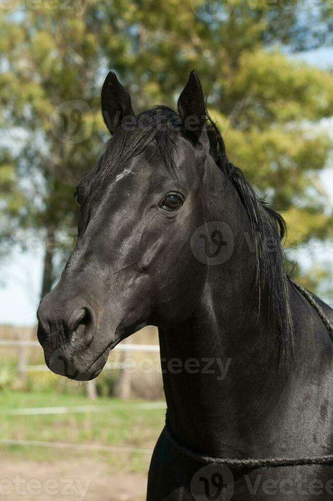 schwarz Zucht Pferd, Porträt, la Pampa Provinz, Patagonien, Argentinien. foto