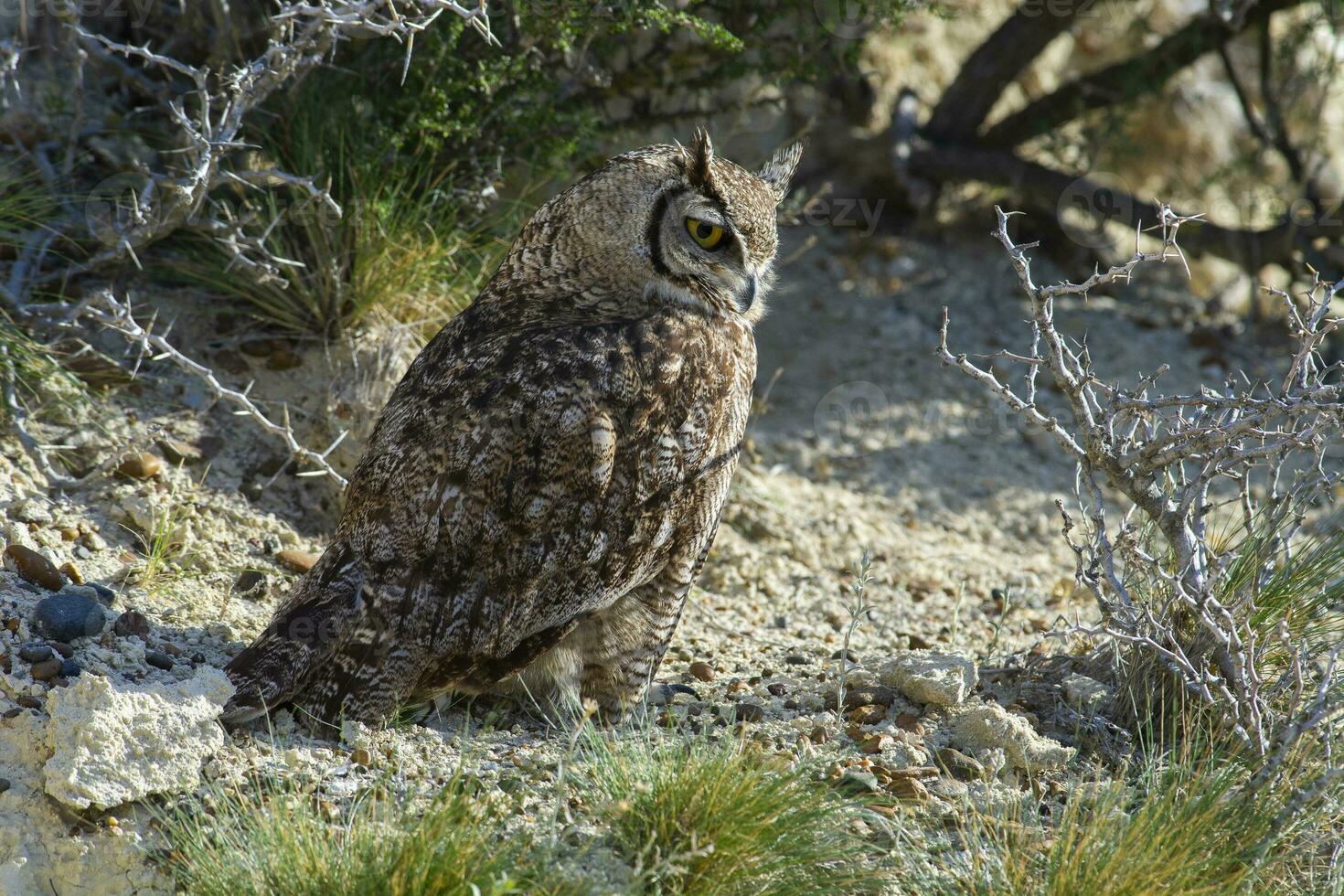 großartig gehörnt Eule, Bubo Virginianus nacurutu, Halbinsel Valdes, Patagonien, Argentinien. foto