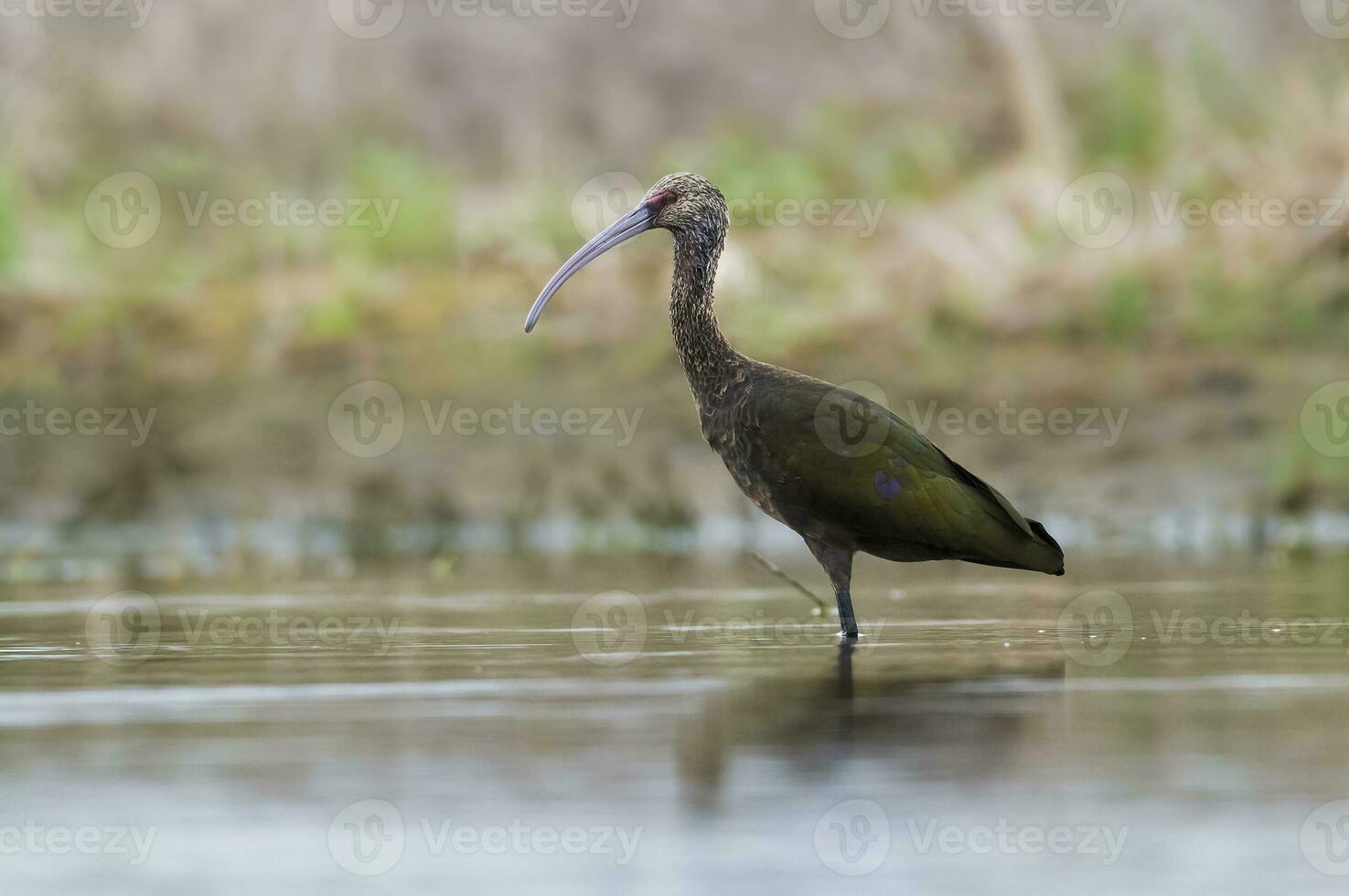 Weiß konfrontiert ibis , la Pampa, Patagonien, Argentinien foto