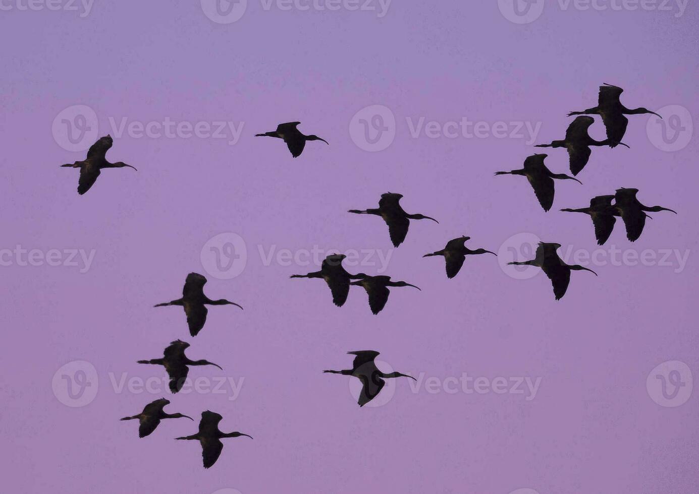 Weiß konfrontiert ibis , la Pampa, Patagonien, Argentinien foto