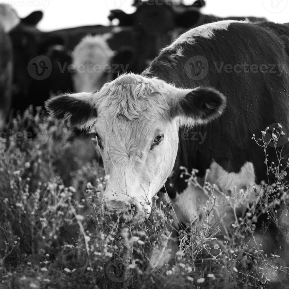 das Vieh im das Pampas Landschaft, Argentinien Fleisch Produktion, la Pampa, Argentinien. foto