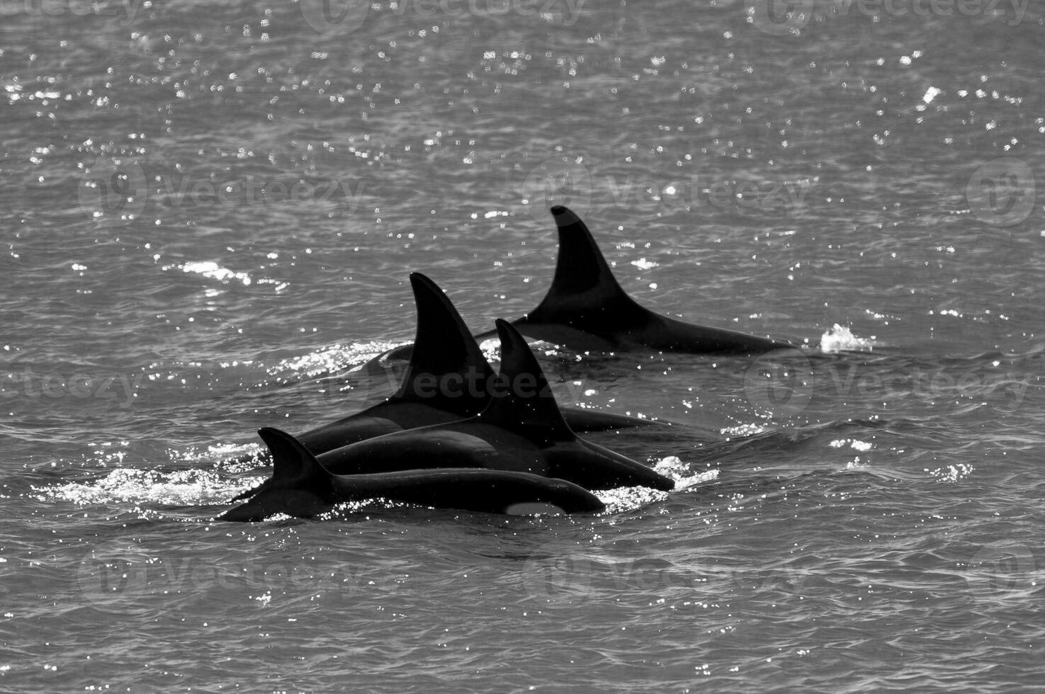 Orca patrouillieren das Küstenlinie, Halbinsel Valdes, Patagonien, Argentinien. foto