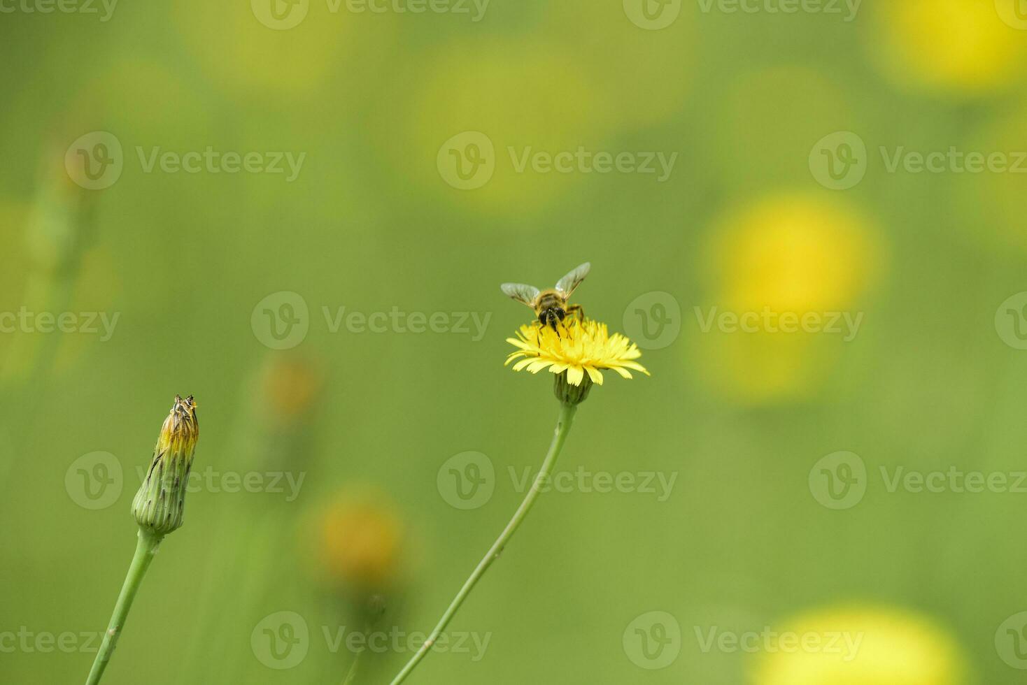 Biene auf ein wild Blume, Patagonien foto