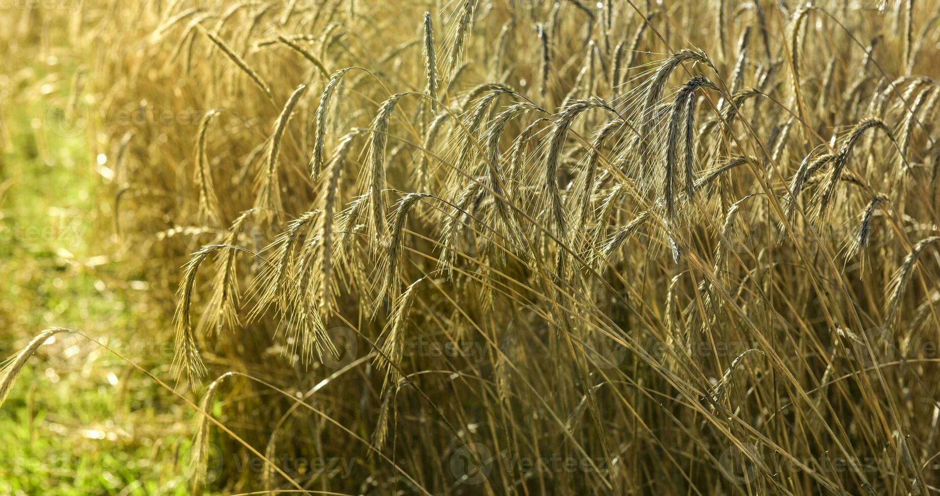 Weizen Spikes ,Getreide gepflanzt im la Pampa, Argentinien foto