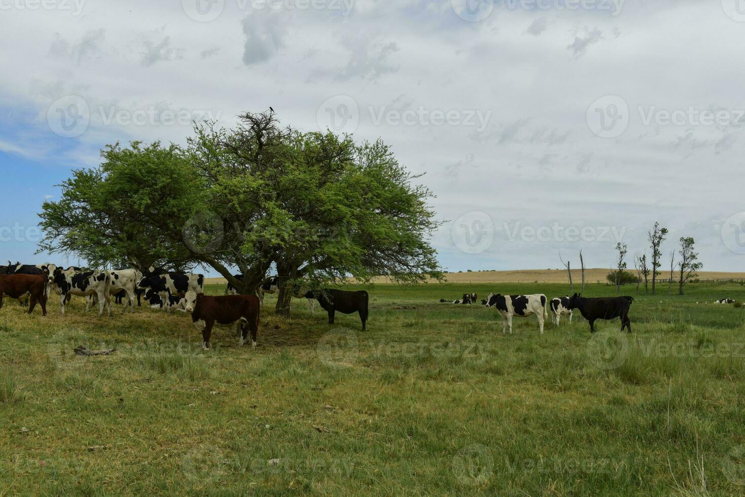 lenkt gefüttert auf Weide, la Pampa, Argentinien foto