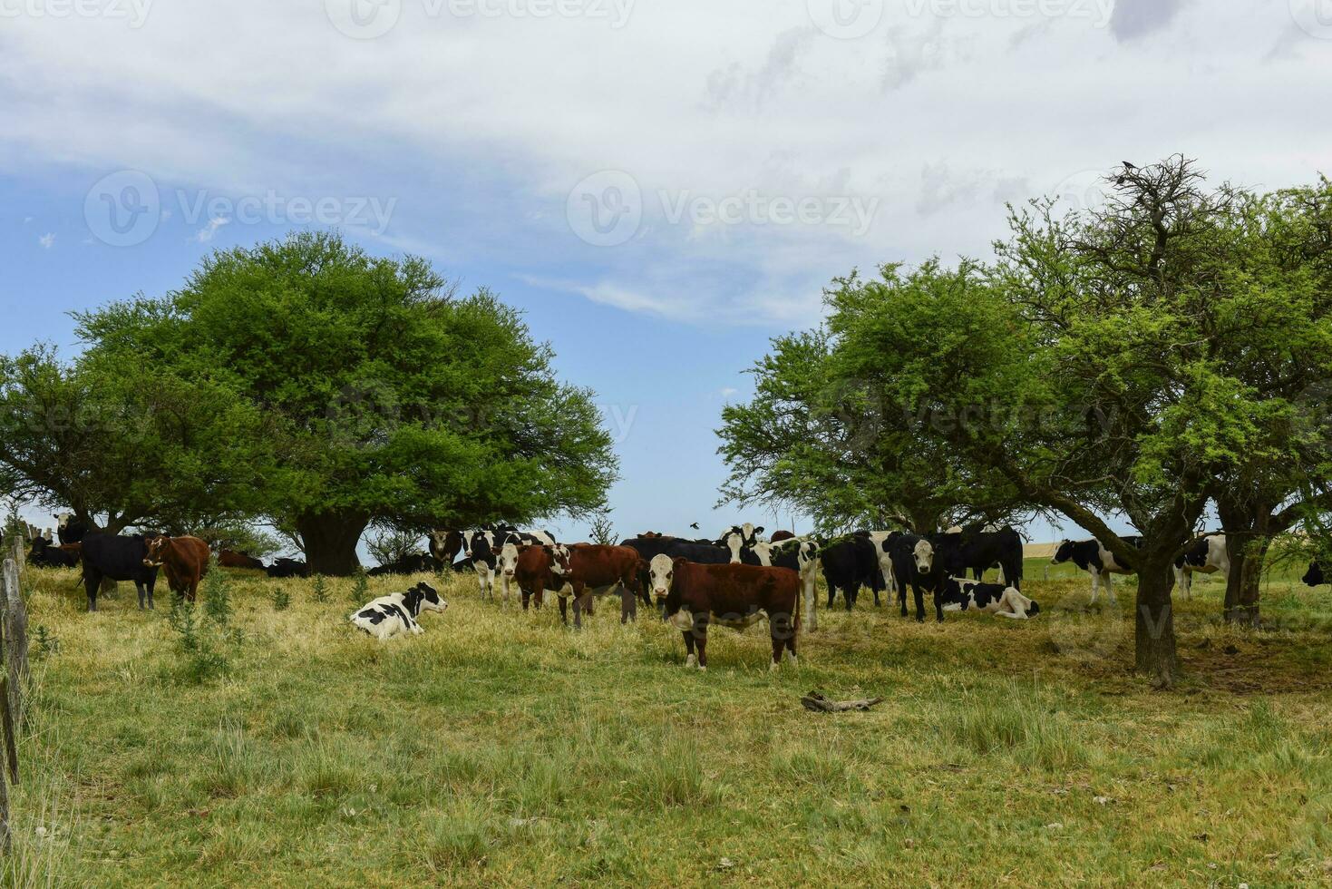 lenkt gefüttert auf Weide, la Pampa, Argentinien foto