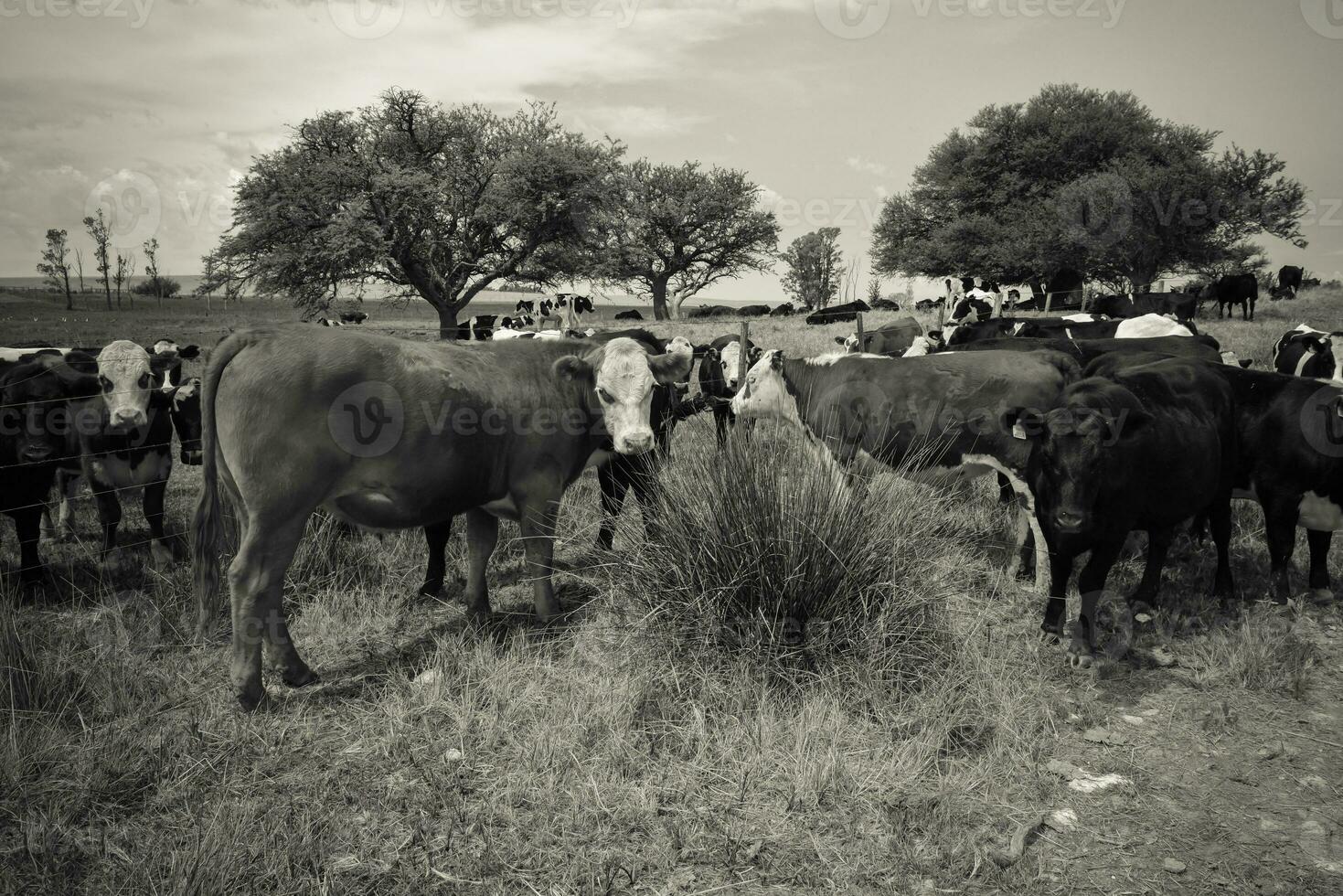 lenkt gefüttert auf Weide, la Pampa, Argentinien foto