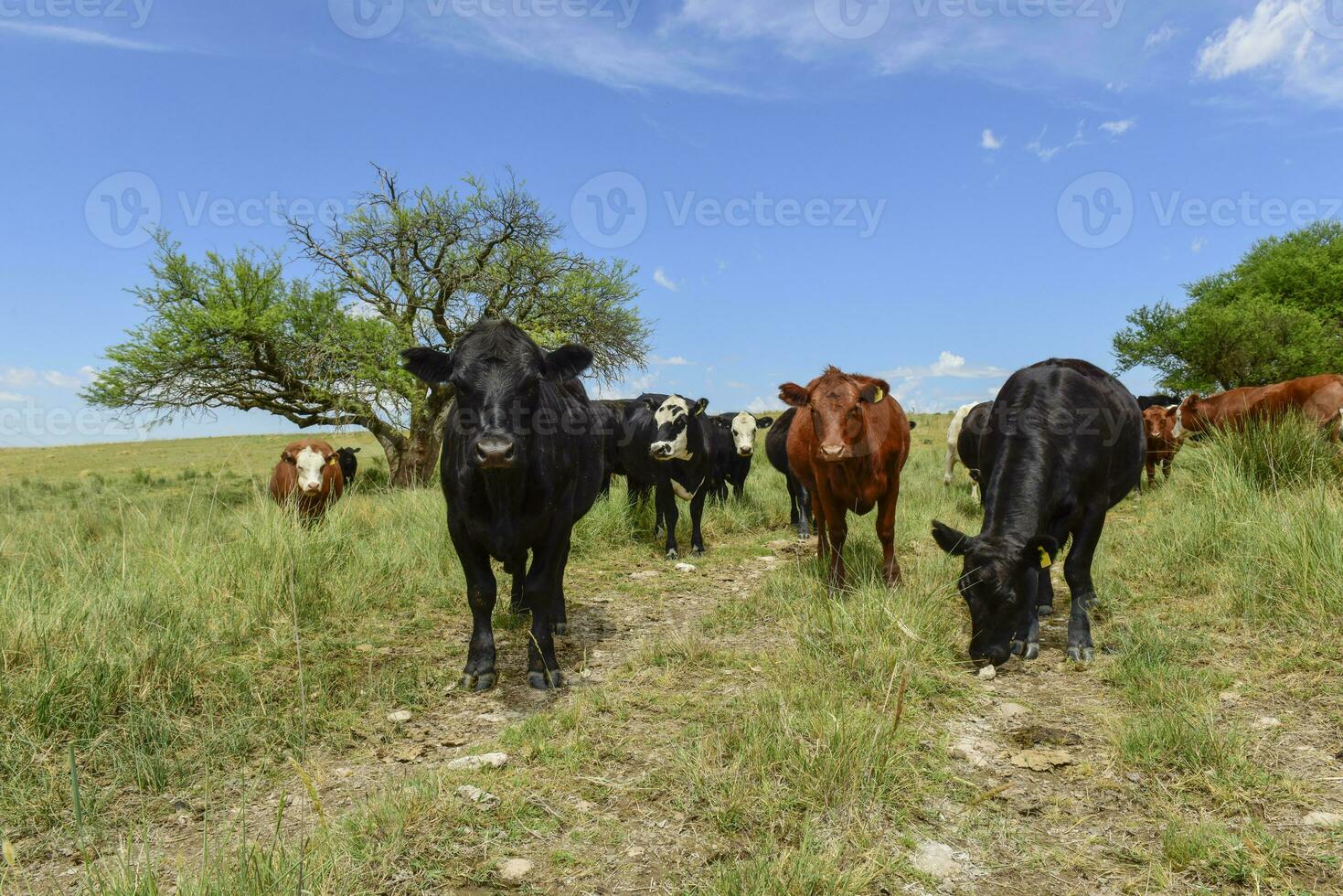 lenkt gefüttert auf Weide, la Pampa, Argentinien foto