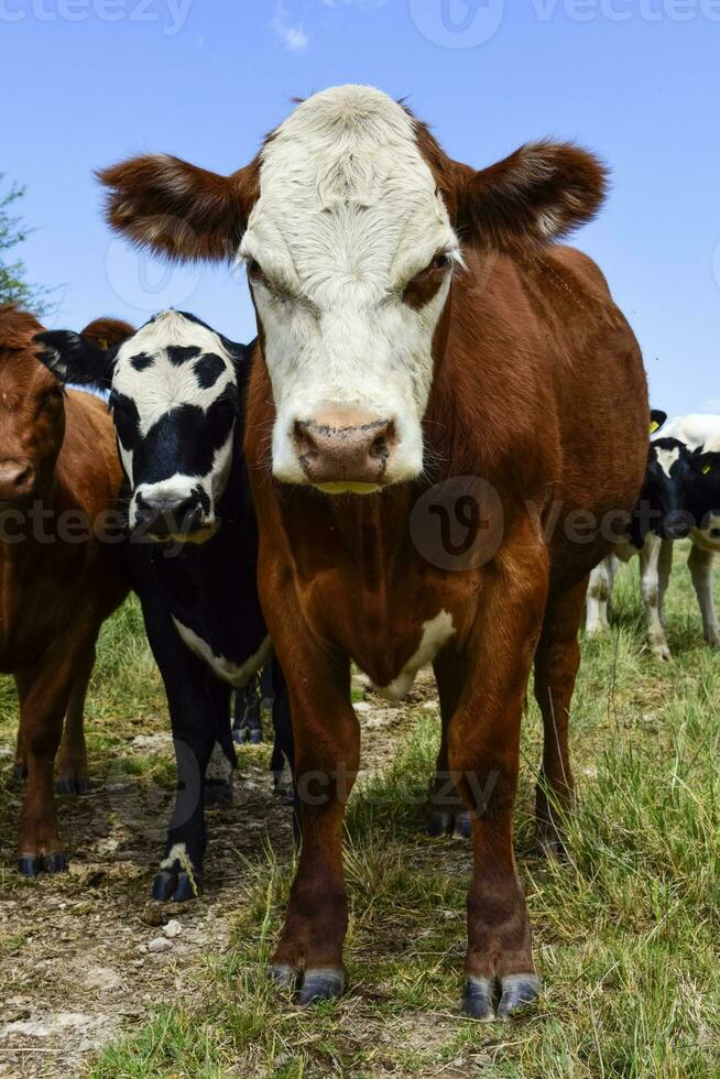 lenkt gefüttert auf Weide, la Pampa, Argentinien foto