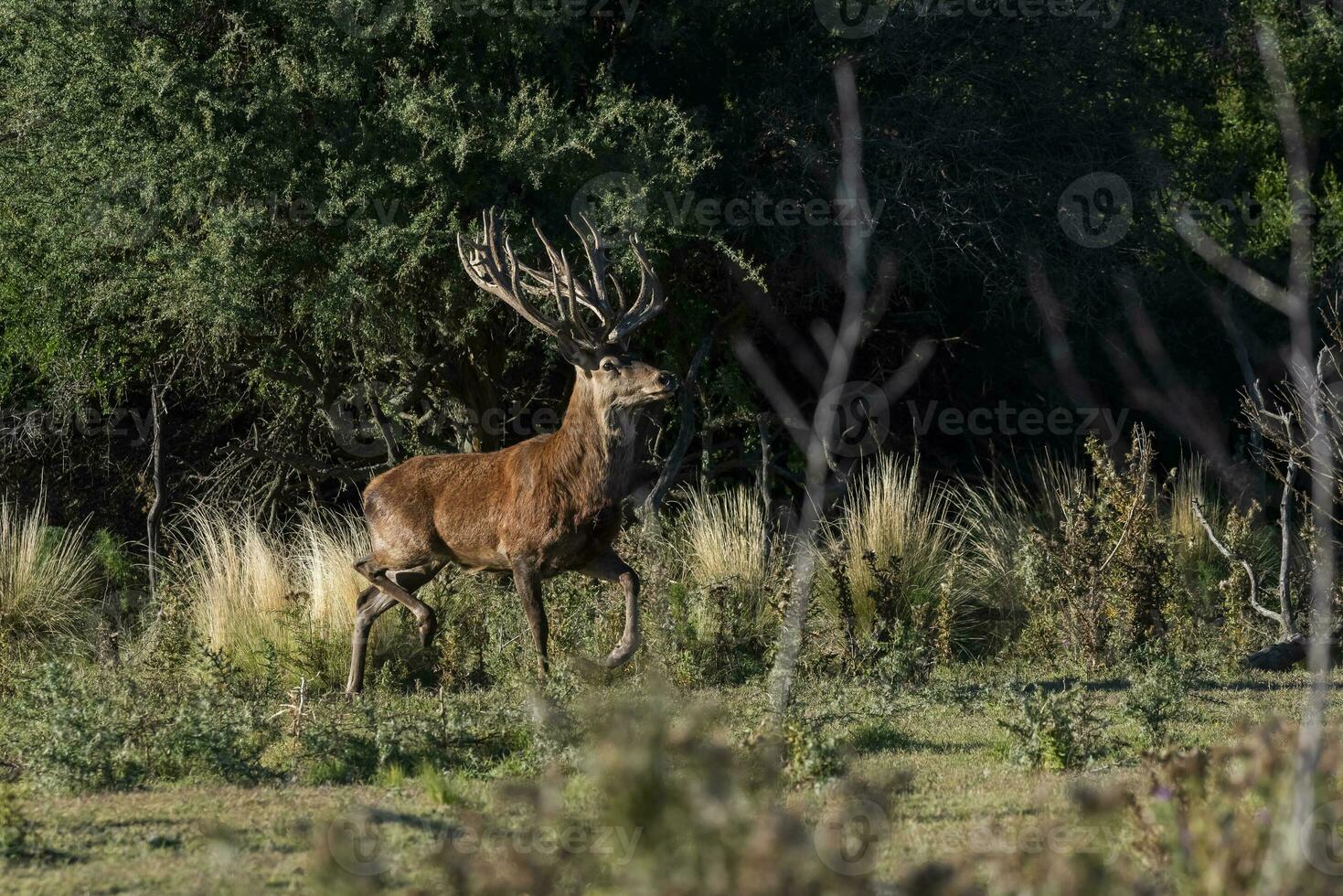 rot Hirsch im calden Wald Umfeld, la Pampa, Argentinien, Parque luro, Natur Reservieren foto